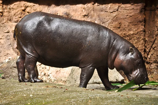 Pygmy hippo Royalty Free Stock Images