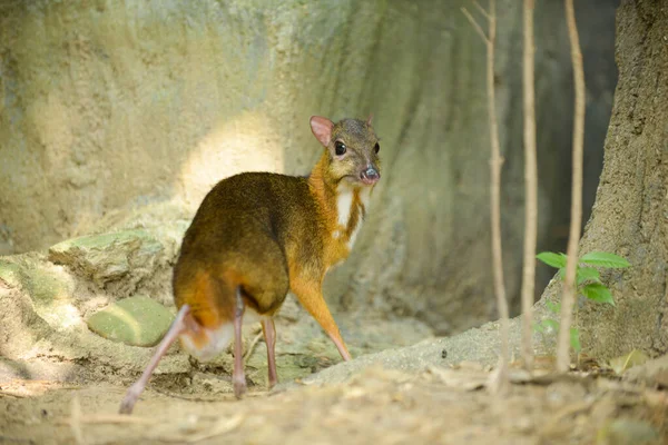 Lesser Mouse-deer — Stock Photo, Image