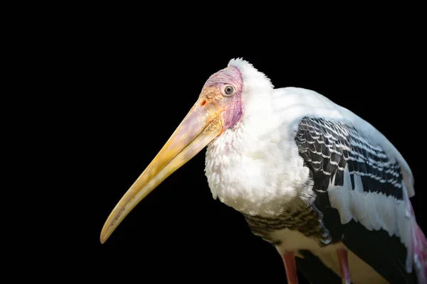 黒い背景に隔離された塗装されたコウノトリ — ストック写真