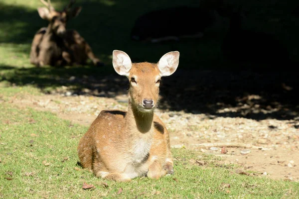 Sika deer — Stock Photo, Image