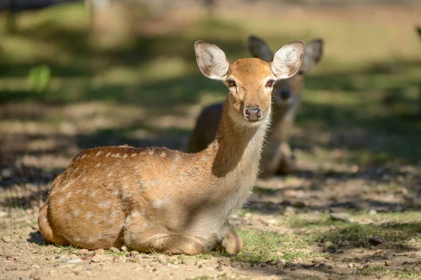 Sika herten — Stockfoto