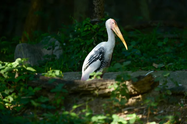 Painted stork — Stock Photo, Image