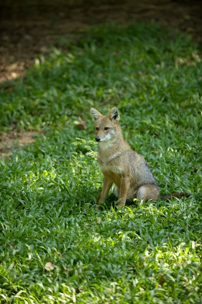 Chacal doré — Photo