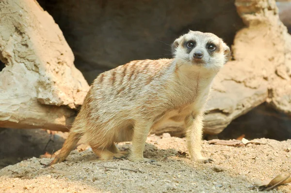 Meerkat Είναι Ένα Ζώο Πανικού — Φωτογραφία Αρχείου