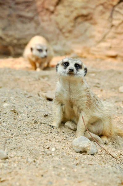 Meerkatはパニック状態の動物です — ストック写真