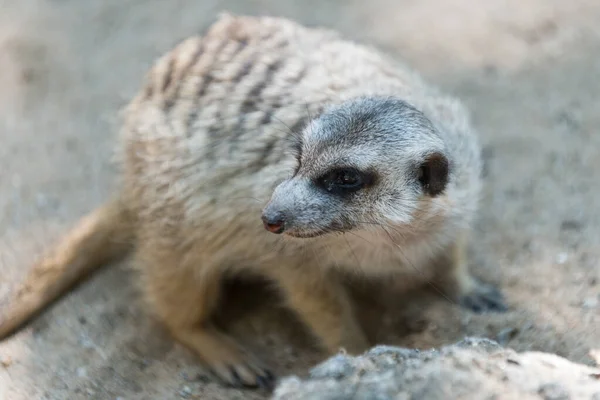 Meerkat — стокове фото