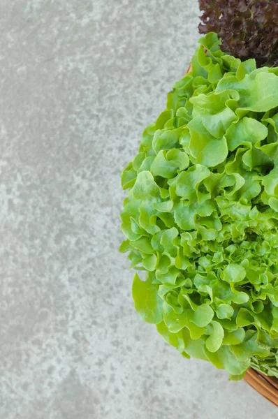 Rood koraal en groene eik — Stockfoto