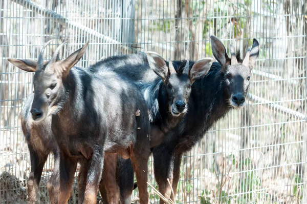 Serow — Stock Photo, Image