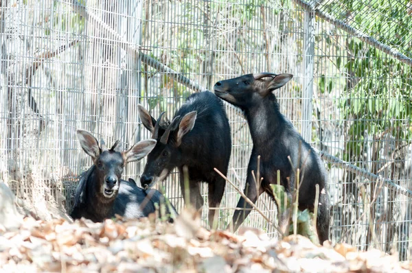 Serow — Stock Photo, Image