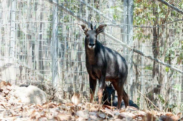 Serow — Stock Photo, Image