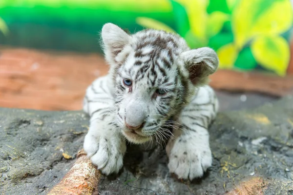 Bebé tigre de bengala blanco —  Fotos de Stock
