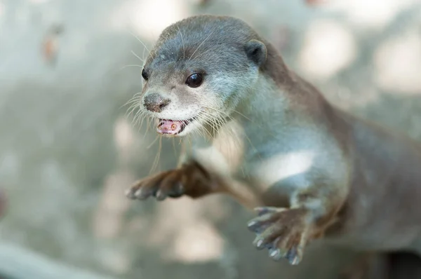 Otter — Stockfoto