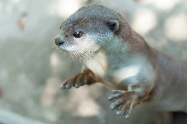 Otter. —  Fotos de Stock