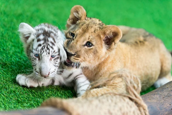 Baby tiger and baby lion — Stock Photo, Image