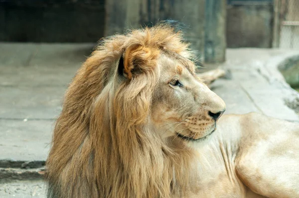 ライオンの顔 — ストック写真