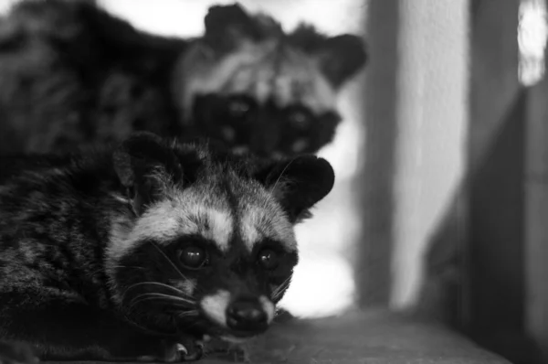 Voorkomende palm-civet — Stockfoto