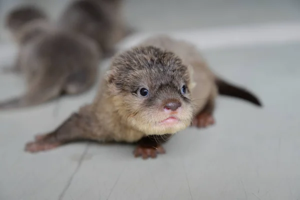 Baby otter — Stock Photo, Image
