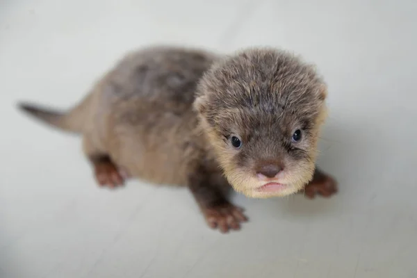 Baby vydra — Stock fotografie