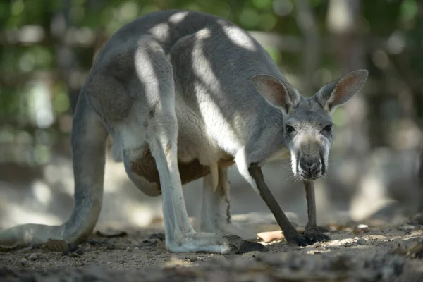 Kanguru anne — Stok fotoğraf