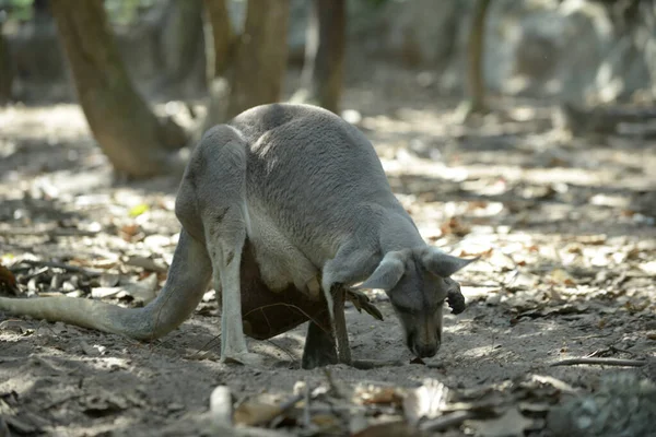 Kangoeroe moeder — Stockfoto