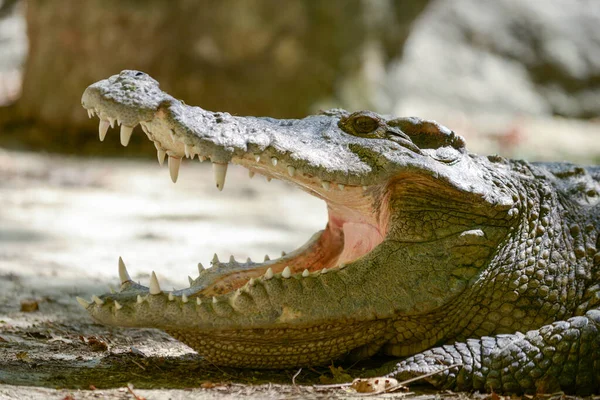 Crocodile mouth — Stock Photo, Image