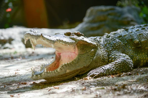 Boca de crocodilo — Fotografia de Stock