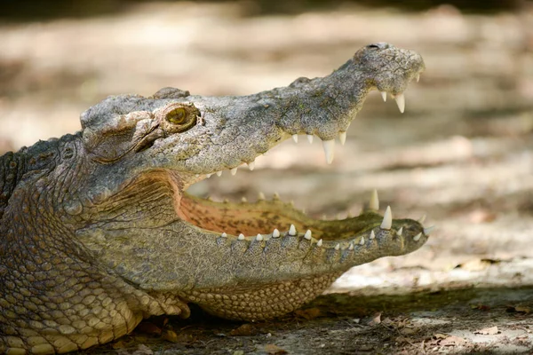 Crocodile mouth — Stock Photo, Image