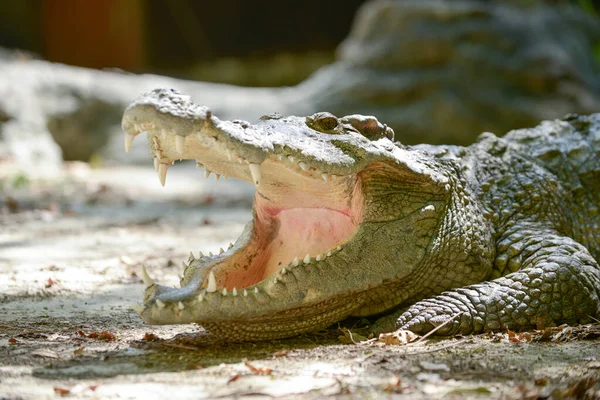 Boca de crocodilo — Fotografia de Stock