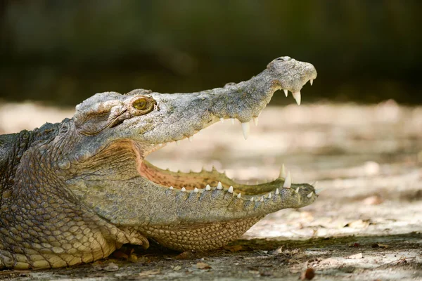 Crocodile mouth — Stock Photo, Image