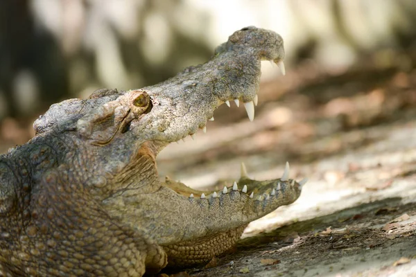 Boca de crocodilo — Fotografia de Stock