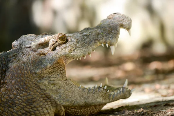 Boca de crocodilo — Fotografia de Stock