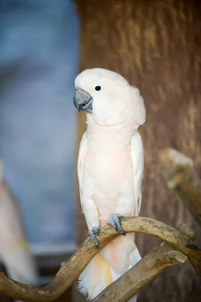 Cacatua — Foto Stock