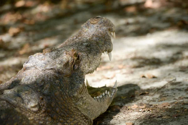 Boca de crocodilo — Fotografia de Stock