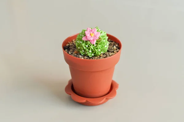 Cactus cake — Stock Photo, Image