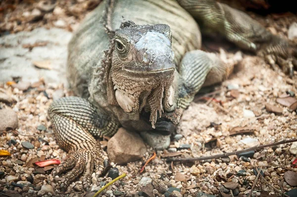 Yeşil iguana — Stok fotoğraf