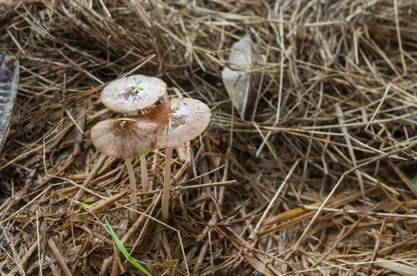 Champignon — Photo