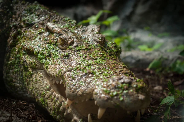 Crocodilo — Fotografia de Stock