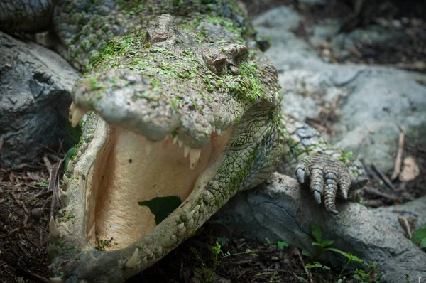 Crocodilo — Fotografia de Stock