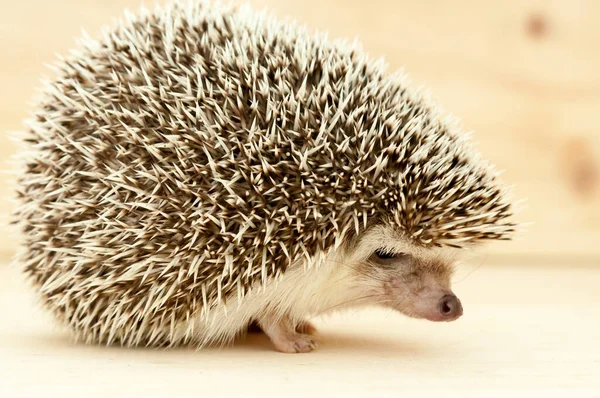 Igel — Stockfoto