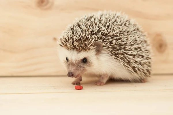 Igel — Stockfoto