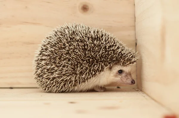 Igel — Stockfoto