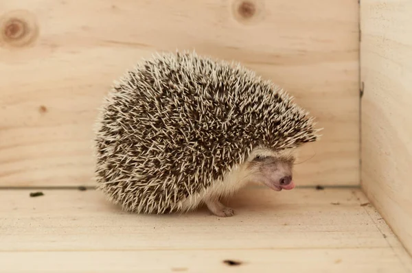 Igel — Stockfoto