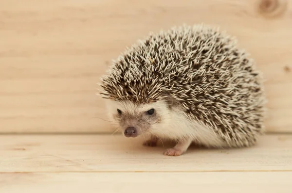 Igel — Stockfoto