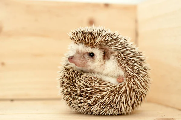 Igel — Stockfoto