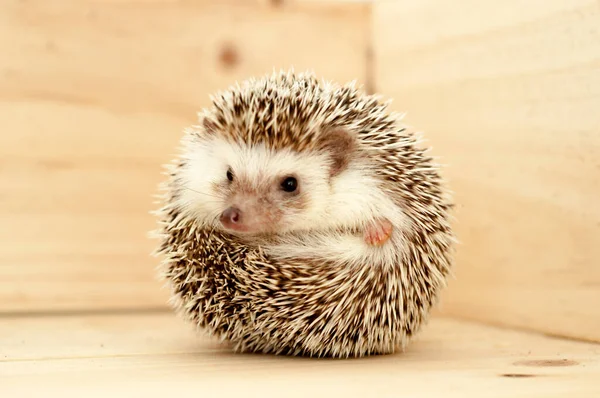 Igel — Stockfoto