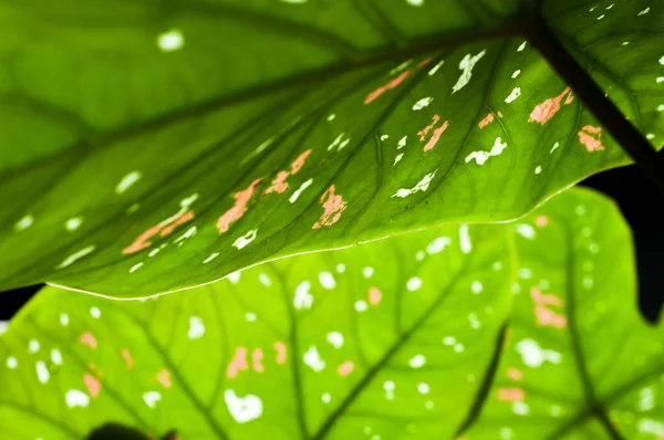 Underside of the leaves — Stock Photo, Image