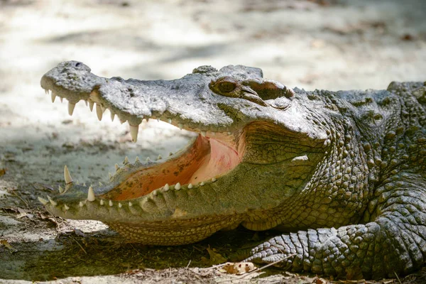Крокодиловый рот Лицензионные Стоковые Изображения