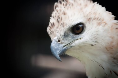 Şahin-kartal gözü