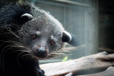 Binturong