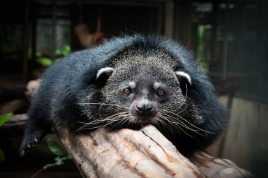 Binturong